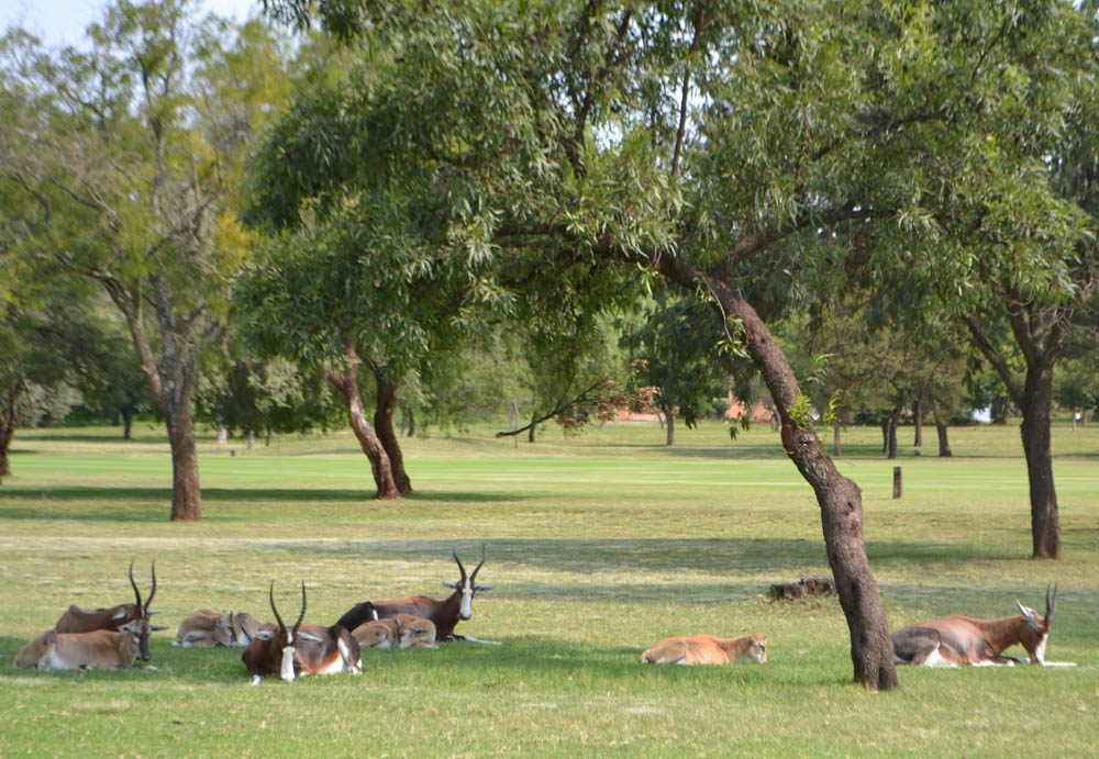 Wildlife at Goldfields West Golf Club